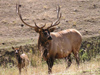 Elk