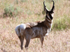 Pronghorn Antelope