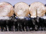 Winter Wyoming Cattle and Haystack #2008-P1010077