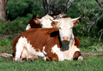 Wyoming Cattle 2