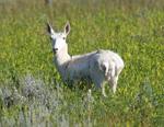 Pronghorn Antelope #6