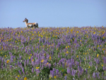 Pronghorn Antelope #7