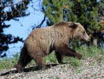 Grizzly Bear #2013-5094