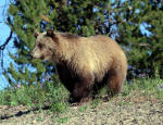 Grizzly Bear Sow #2013-5122