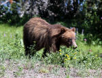 Grizzly Bear #2013-5298