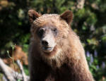 Grizzly Bear #2013-5307