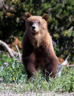 Grizzly Bear #2013-5312