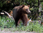 Grizzly Bear #2013-5324