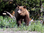 Grizzly Bear #2013-5327