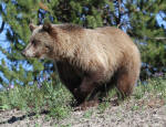 Grizzly Bear Sow #2013-5118