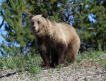 Grizzly Bear Sow #2013-5123