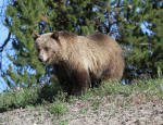 Grizzly Bear Sow #2013-5144