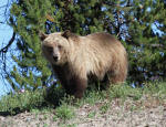 Grizzly Bear Sow #2013-5167