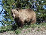 Grizzly Bear Sow #2013-5169