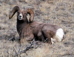 Bighorn Sheep #2013-7856