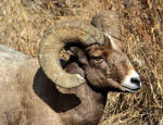 Bighorn Sheep #2013-0193