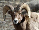 Bighorn Sheep #2013-8822