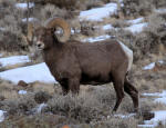 Bighorn Sheep #2013-6354
