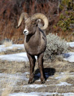 Bighorn Sheep #2013-7556