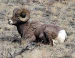 Bighorn Sheep #2013-7824