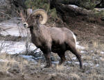 Bighorn Sheep #2013-8454