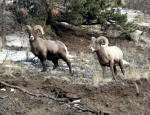 Two Bighorn Sheep Rams #2013-8479
