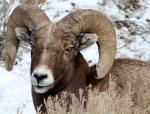 Bighorn Sheep #2014-0870