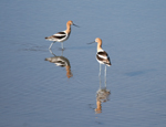 American Avocets