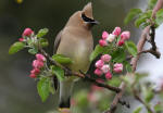 Cedar Waxwing #2011-6862