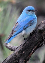 Bluebird #2010-0653