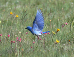 Mountain Bluebird