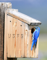 Mountain Bluebird