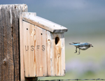 Female Mountain Bluebird