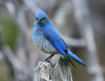 Mountain Bluebird #2007-0001