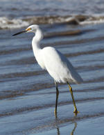 Egret #2013-7811