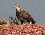 Young Golden Eagle