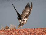 Young Golden Eagle