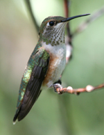 Hummingbird