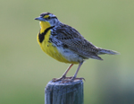 Western Meadowlark