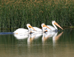 White Pelicans