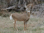 Whitetail Buck #2013-1122