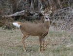 Whitetail Buck #2013-1141