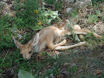 Mule Deer Fawn #2