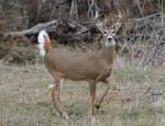 Whitetail Buck #2013-1122