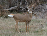 Whitetail Buck #2013-1128