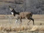 Whitetail Buck #2012-3455