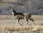 Whitetail Buck #2012-3456