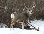 Mule Deer Buck #1