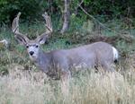 Mule Deer Buck #3