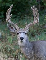 Mule Deer Buck #4